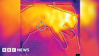 Swindon missing moggy found with thermal imaging