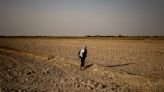 Water scarcity in Iraq leads to the disappearance of a signature rice