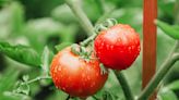 How Often to Water Your Tomatoes—and the Best Way to Do It