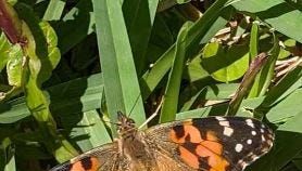 In Ocala, a butterfly release to remember children's lives lost