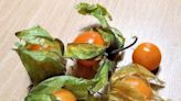 Gardening: Don't be fooled by the name — ground cherries are related to tomatoes