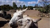 Burrolandia, santuario único en AL / Poniatowska - Puebla