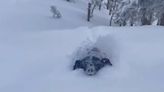 Utah Dog Plunges Through Feet Of Deep Powder