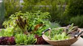 How to Create a Salad Garden for the Ultimate Garden-to-Table Experience