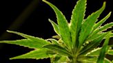 DEA plans to reclassify marijuana as a lower-risk drug, officials say