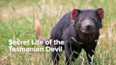 Secret Life of the Tasmanian Devil Season 1 Streaming: Watch & Stream Online via Paramount Plus