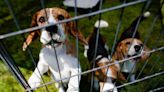 4,000 beagles rescued from Virginia dog breeding facility with nowhere to go