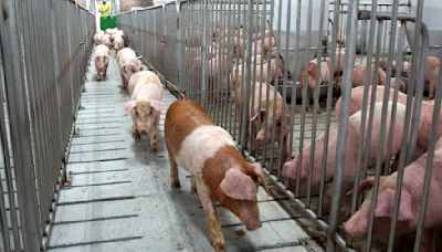 台糖養豬場爆弊案 養豬場遭回填廢污泥斃死豬