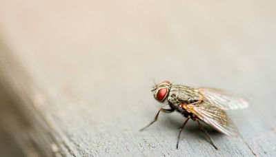 El aumento de moscas en España podría deberse al cambio climático