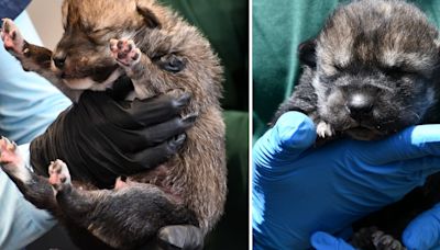 Arizona Game and Fish celebrates 100th Mexican wolf pup fostered into the wild