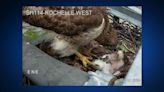 Baby hawk born under TxDOT camera in North Texas