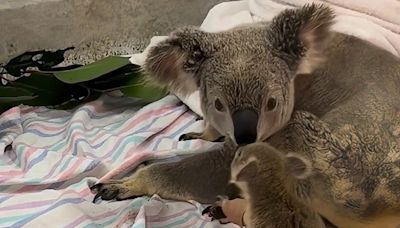 Baby koala, attacked by dog, reunites with mom in sweet video