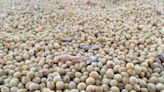CORREÇÃO-Com margens negativas, processadores de soja do Brasil param produção