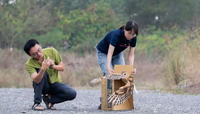 屏東農友通報救援草鴞野放成功 | 蕃新聞