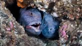 Volunteers protect underwater creatures for 40 years