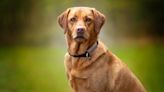 English Lab Who 'Flunked Out' of Service Dog School Has the Sweetest Way of Asking for a Walk