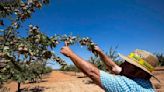 La producción de almendra se dispara un 33%