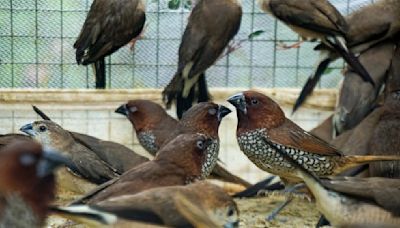 Delhi Forest Dept & Wildlife SOS rescue and release 700 birds