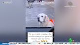 El viral de un perro guía que se detiene frente a los coches para abroncarlos si no paran cuando pasa su dueño