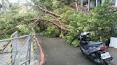 快訊／大雨狂下！北科大20公尺路樹倒塌