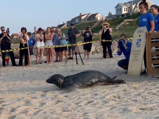 Salt-y life! Heartwarming moment gray seal bounces back into the water after rehabilitation