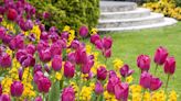 Love Tulips? Here's Exactly How and When to Plant Them in Your Garden