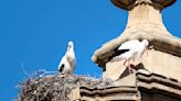 Así influye el cambio climático en las aves migratorias en Aragón