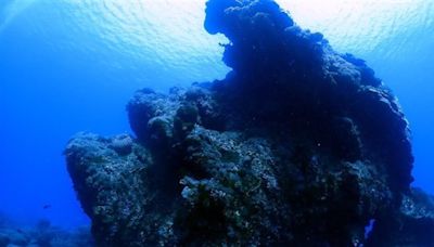 綠島潛水景點大香菇增新風貌 川普頭型成話題