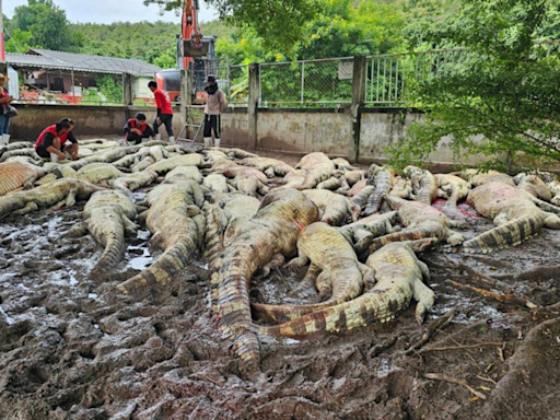 Thai farmer electrocuted over 100 endangered crocodiles on his farm; here's why - Times of India