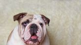 Precious Bulldog's Summer Foot Protection Is Pure Comedic Gold