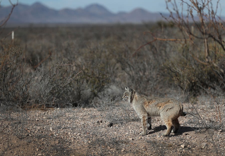 Bobcat found near North Landing River tests positive for rabies