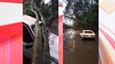 Árvore cai sobre para-brisa de VW Gol e casal sai ileso: "Livramento" | TNOnline