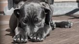 Alertan de virus canino que ha matado a decenas de mascotas en Estados Unidos