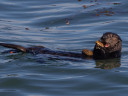 Female sea otters use tools more than males