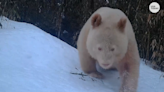 Rare albino giant panda spotted visiting other pandas in China nature reserve