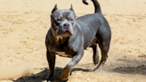 People Are Calling Ranch Bully Dog a ‘Personality Hire’ After Hilarious Video Online