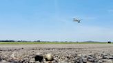 Lapwing checks in at Chennai airport, breeds amidst noisy wings | News - Times of India Videos