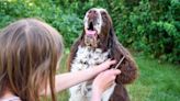 Man overhears groomer talking about his dog, never expects what comes next