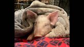 Baby pig headed to market falls off truck and gets second chance at life, rescuers say