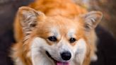 Cute Corgi Gets the Fiesta Going After Taste Testing Carne Asada 'for Safety Reasons'