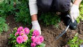 The 6 Best Flowers to Line Your Border Garden