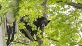 Bear Stuck In A Tree Keeps Traverse City, Michigan, In Suspense On Mother's Day