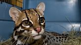 Is the ocelot, the endangered South Texas wildcat, making a comeback?