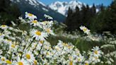 Here’s how to get Alaska wildflowers into your home landscape