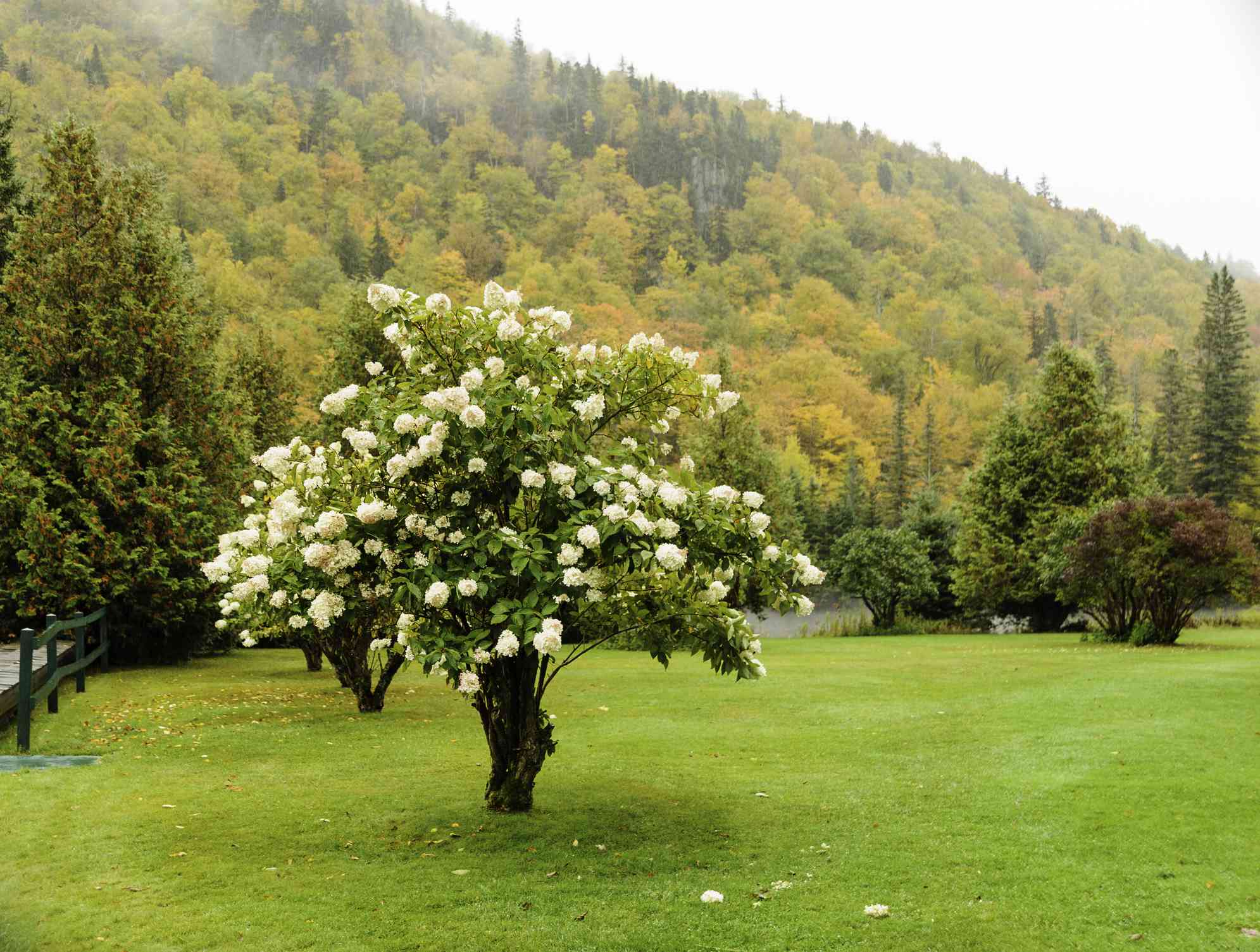 How to Care For Hydrangeas in the Fall For Longer-Lasting Blooms