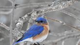 How to prepare your nesting boxes for bluebirds: Nature News