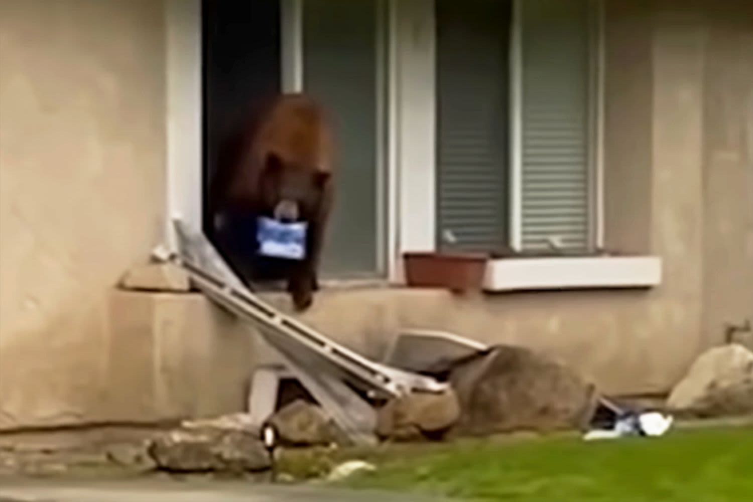 California Bear Nicknamed Oreo After Sneaking into Multiple Homes to Steal the Cookies