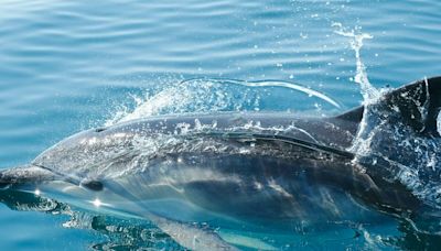Bientôt de la "peau de dauphin" sur les bateaux pour aller plus vite et limiter les émissions de CO2 ?