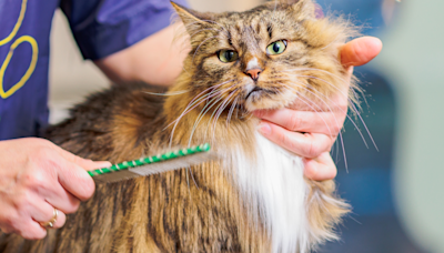 Maine Coon Breeder's Morning Routine with New Kittens Is a Legit Full-Time Job