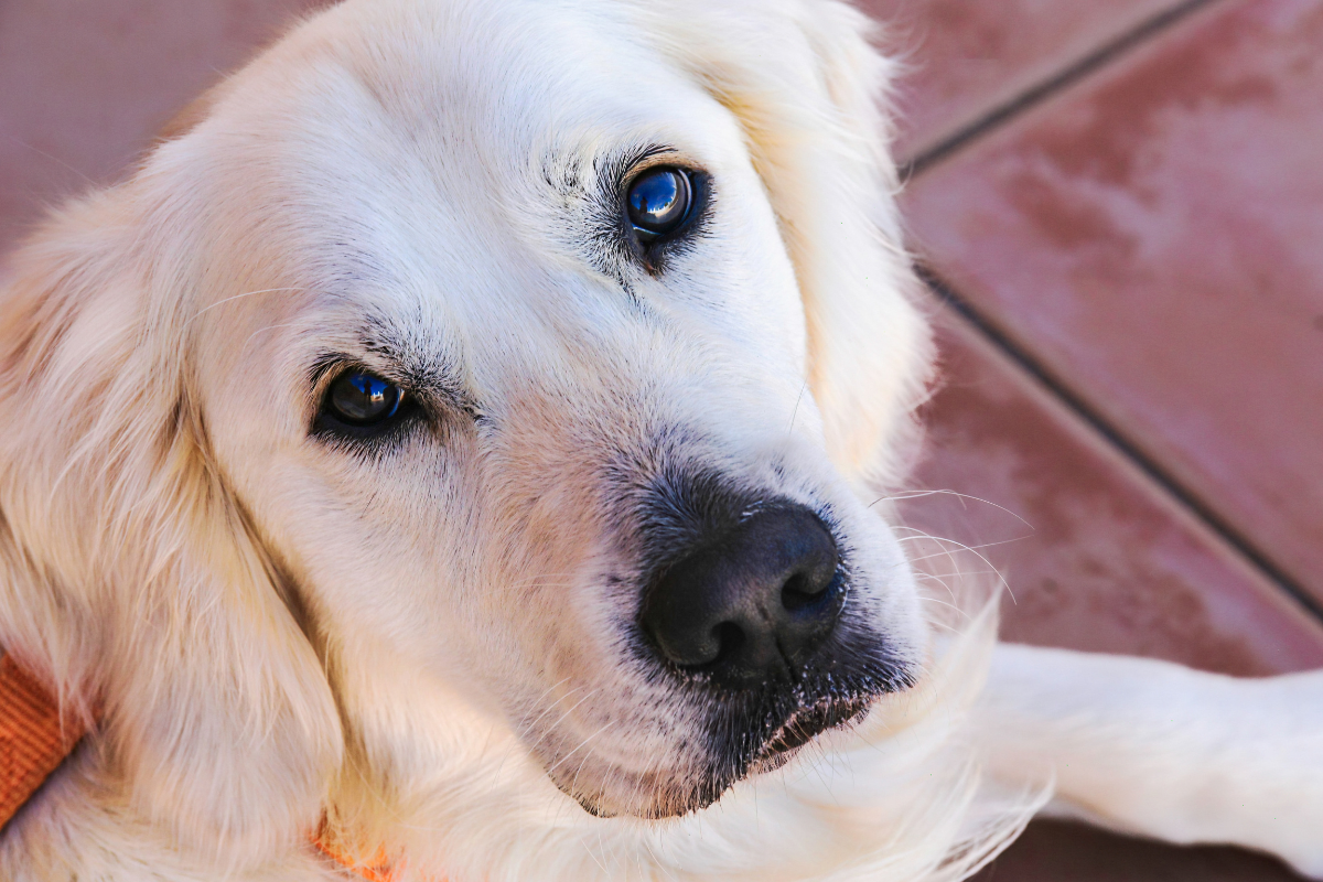 Update on U.S. Olympic Gymnastics Therapy Golden Retriever Has People in Their Feelings